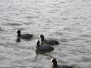 gba2014.03-london-5583