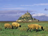 sheep__mont-saint-mi_513872