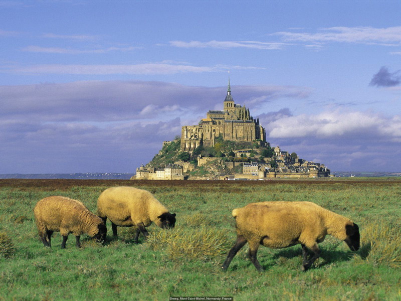 sheep__mont-saint-mi_513872.jpg